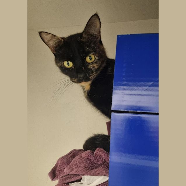 Photo of Pebbles