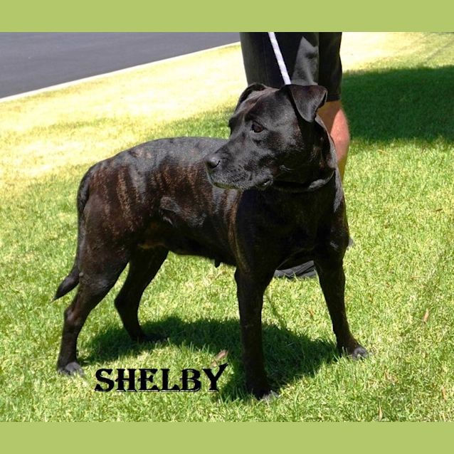 Photo of Shelby