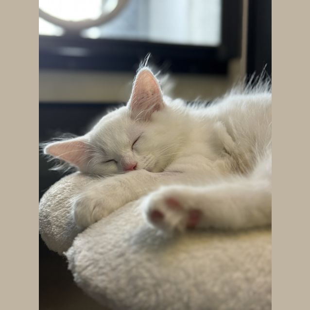 Photo of Milkshake