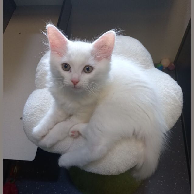 Photo of Milkshake