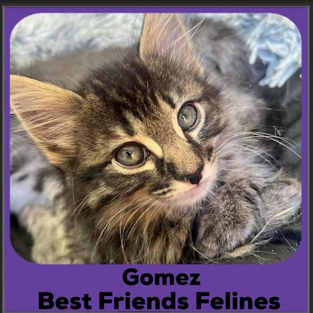 Photo of Gomez