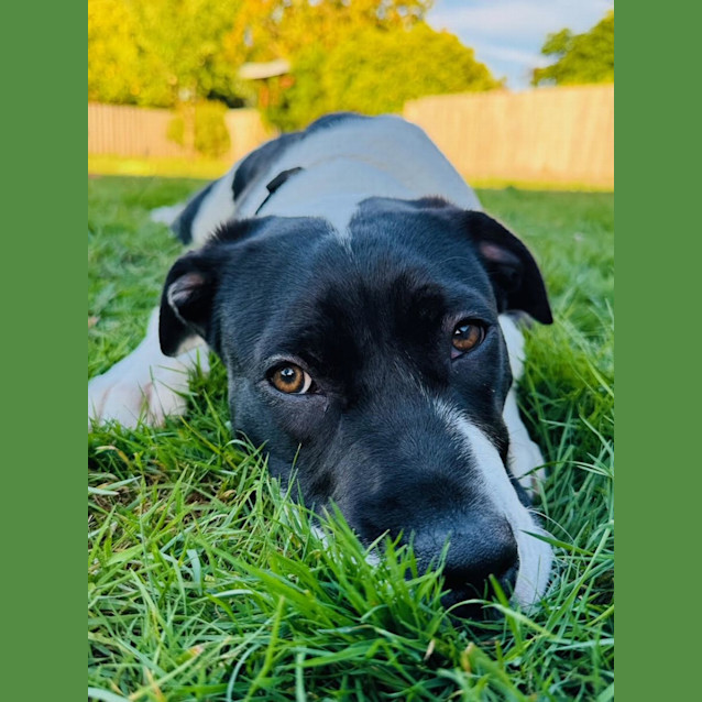 Photo of Tairn