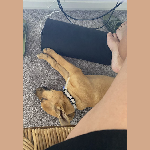 Photo of Benji   13 Week Old Mixed Breed (Trial)