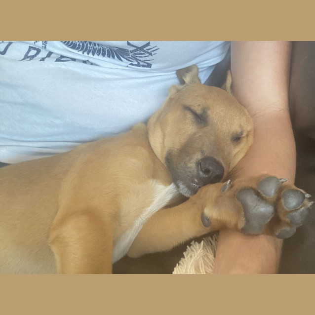 Photo of Benji   13 Week Old Mixed Breed (Trial)