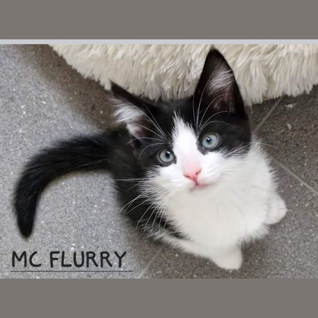 Photo of Mc Flurry