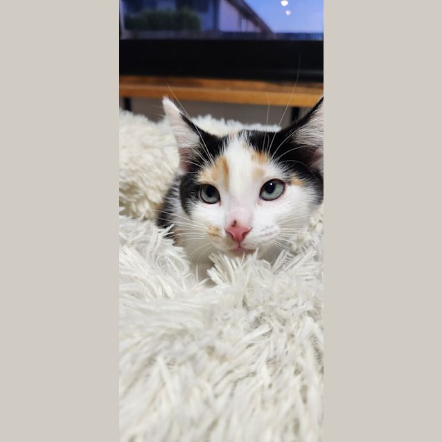 Photo of Nugget