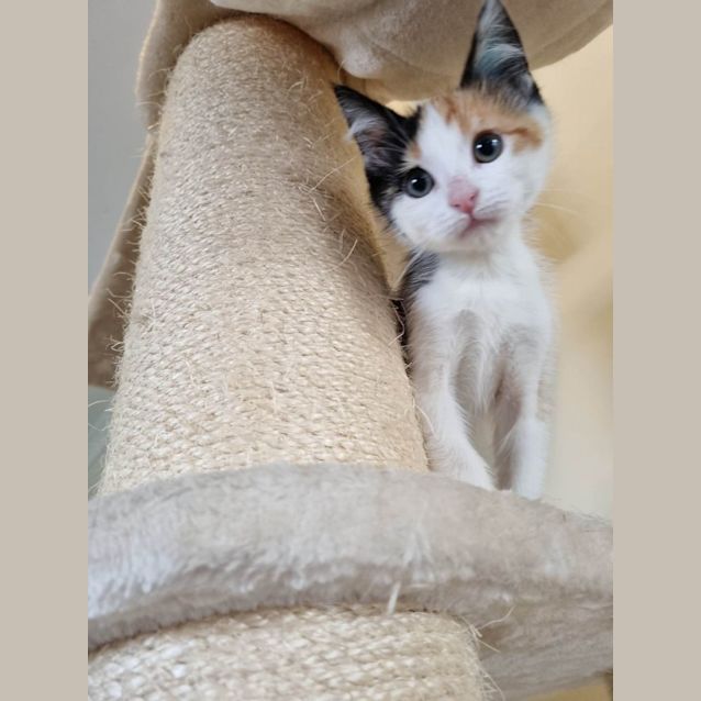Photo of Bindi