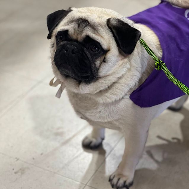 Photo of Speedy 🐶💙