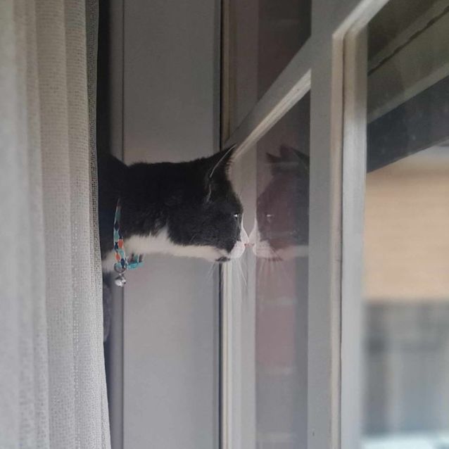 Photo of Parker   Located In Fawkner