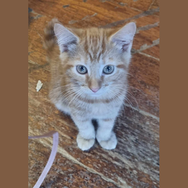 Photo of Pumpkin