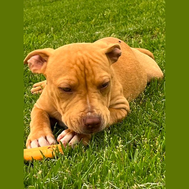 Photo of Morty