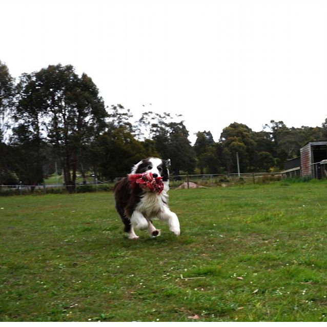 Photo of Benji