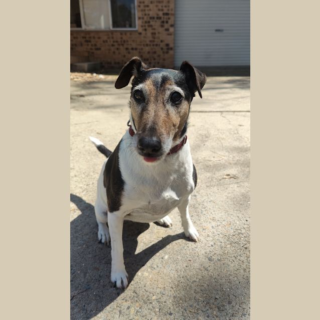 Photo of Jetta