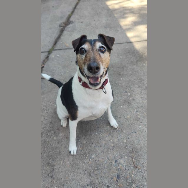 Photo of Jetta