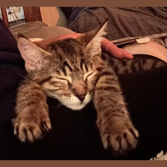 Photo of Chilli 🌶️ 