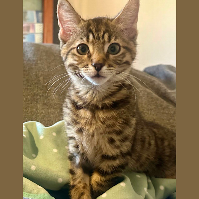 Photo of Chilli 🌶️ 