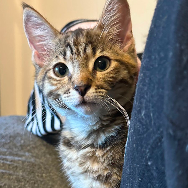 Photo of Chilli 🌶️ 