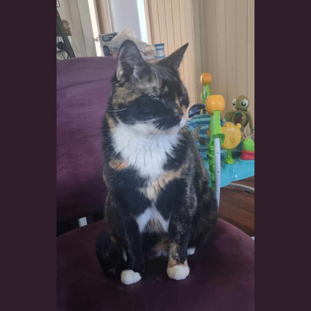 Photo of Calypso