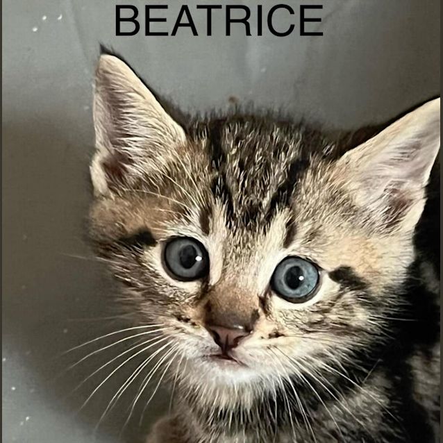 Photo of Beatrice