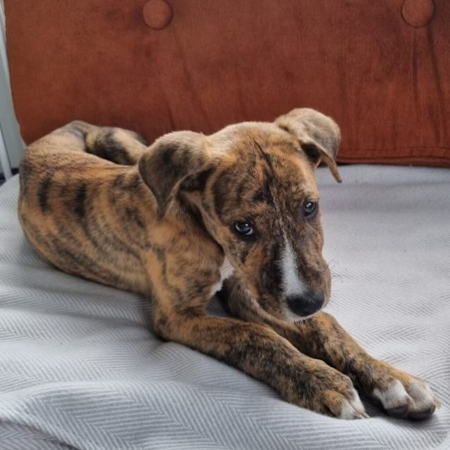 Bull Arab X Staffy Brindle Bull Arab Dog Breed Bull Arab X Great