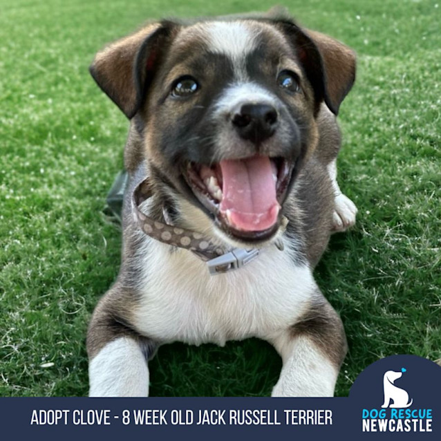 Photo of Clove   8 Week Old Jack Russell Terrier (Hold)