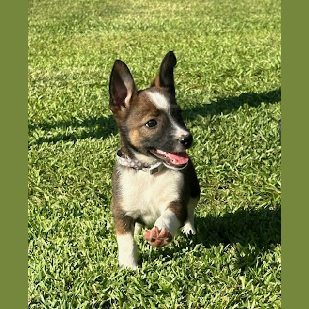 Photo of Clove   8 Week Old Jack Russell Terrier (Hold)