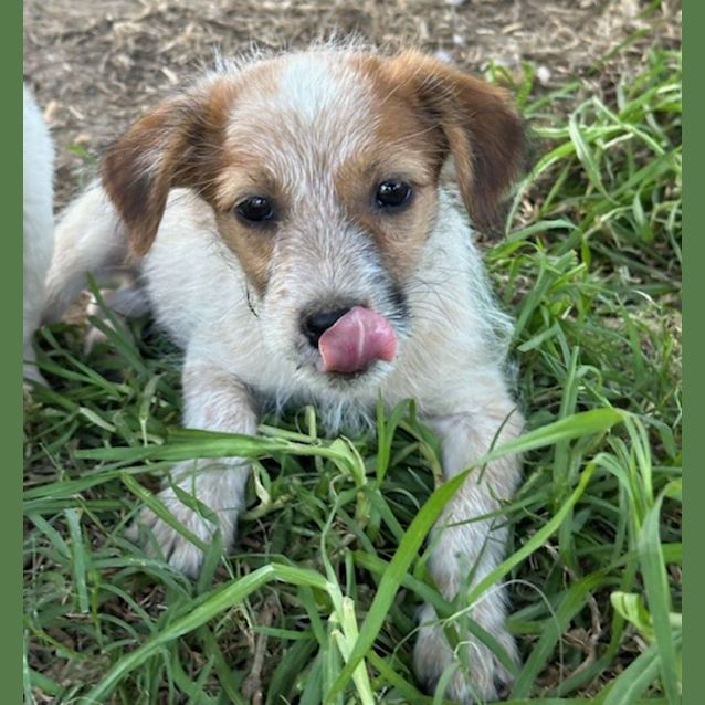 Photo of Nutmeg   8 Week Old Jack Russell Terrier (Trial)