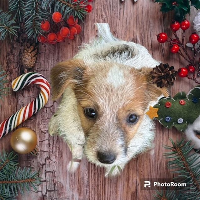 Photo of Nutmeg   8 Week Old Jack Russell Terrier (Trial)