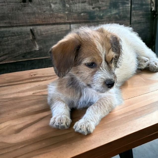 Photo of Cinnamon   8 Week Old Jack Russell Terrier (Hold)