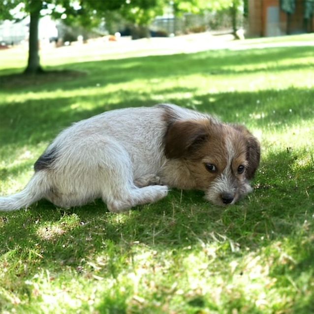 Photo of Cinnamon   8 Week Old Jack Russell Terrier (Hold)