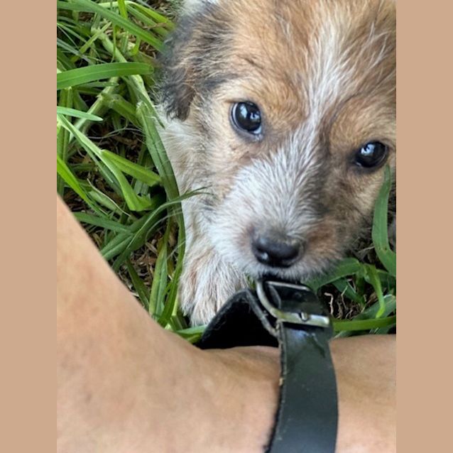 Photo of Cinnamon   8 Week Old Jack Russell Terrier (Hold)