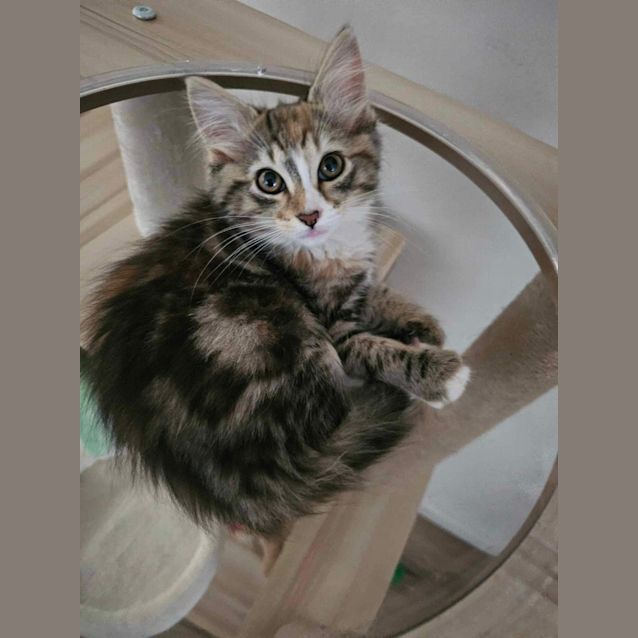 Photo of Fluffy Meet Me At Petstock Dandenong Store