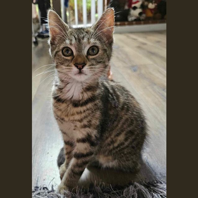 Photo of Stormy Meet Me At Petstock Dandenong Store
