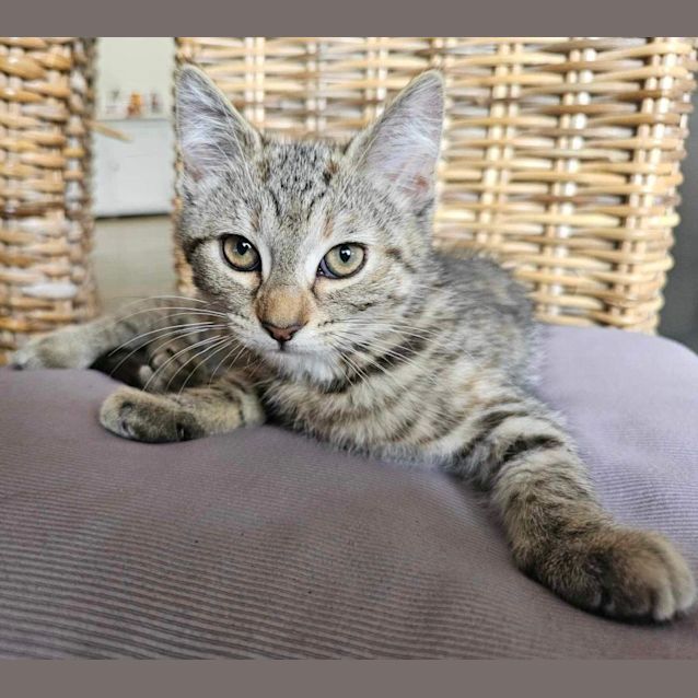 Photo of Stormy Meet Me At Petstock Dandenong Store