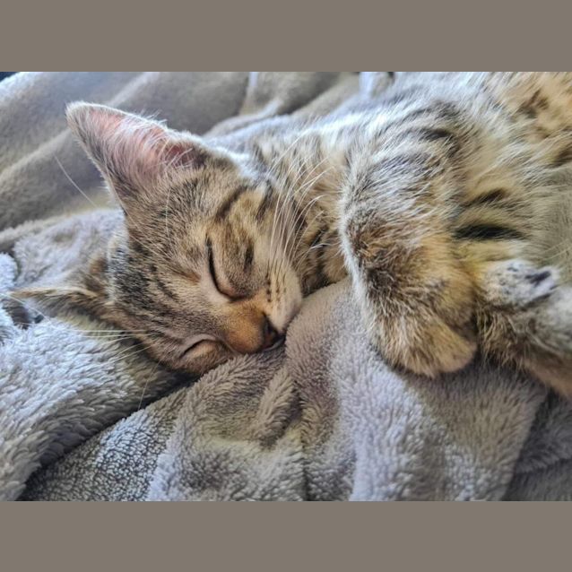 Photo of Stormy Meet Me At Petstock Dandenong Store