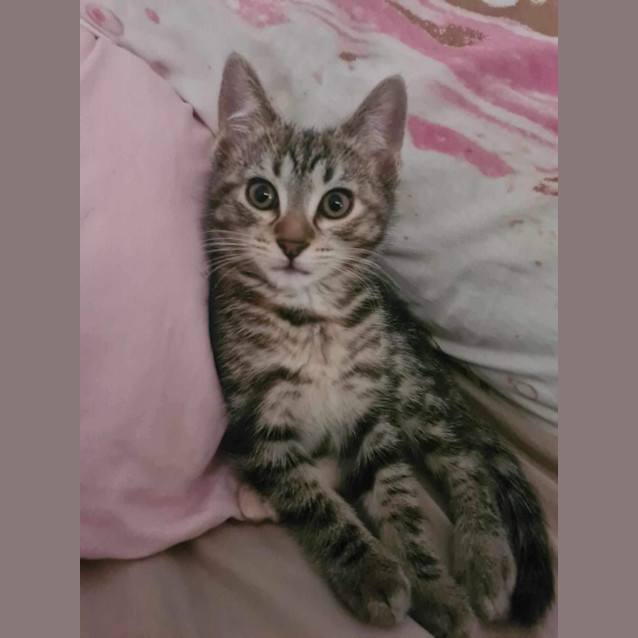 Photo of Mellow Meet Me Petstock Dandenong Store