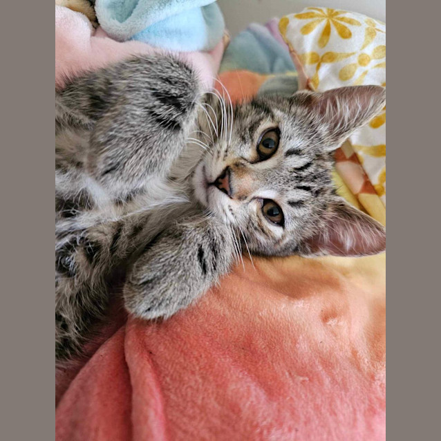 Photo of Mellow Meet Me Petstock Dandenong Store