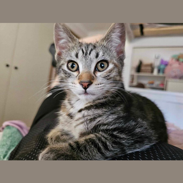 Photo of Mellow Meet Me Petstock Dandenong Store