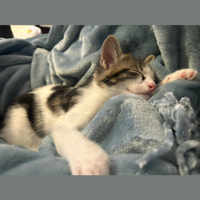 Photo of Cuddles And Puddles