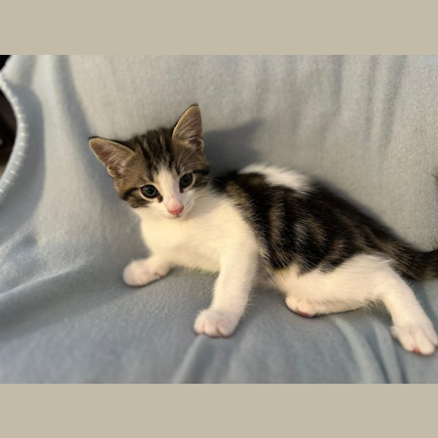 Photo of Cuddles And Puddles