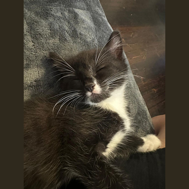 Photo of Cuddles And Puddles