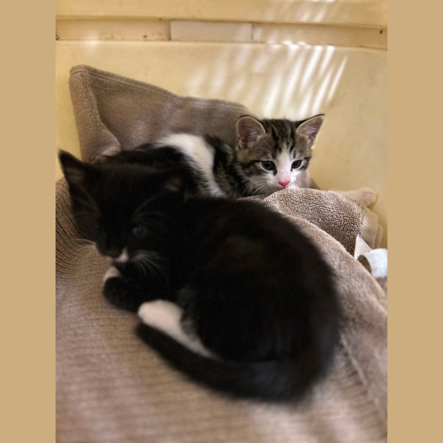 Photo of Cuddles And Puddles