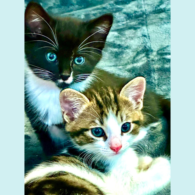 Photo of Cuddles And Puddles