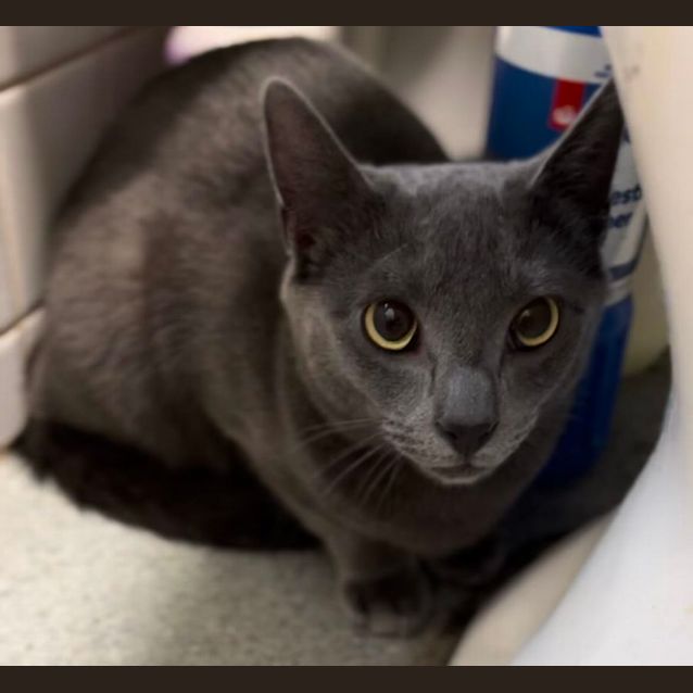 Photo of 🩶 Oscar 🩶