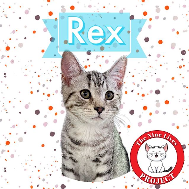 Photo of Rex *9 Lives Project Rescue*
