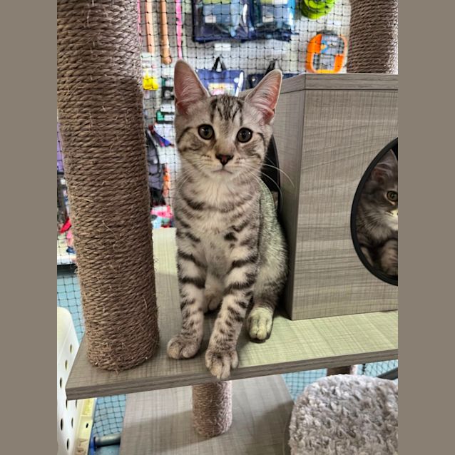 Photo of Rex *9 Lives Project Rescue*