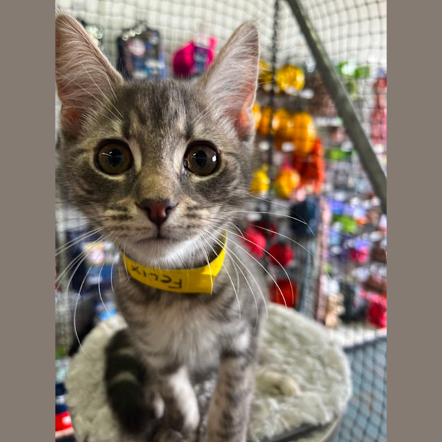 Photo of Felix *9 Lives Project Rescue*
