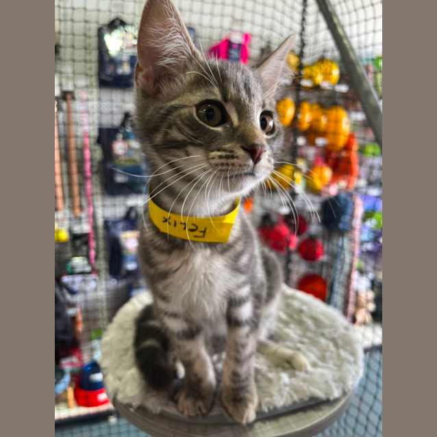 Photo of Felix *9 Lives Project Rescue*