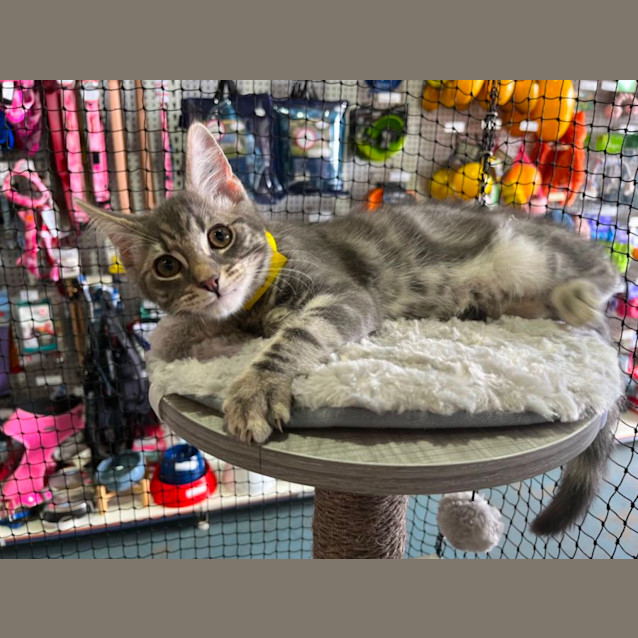 Photo of Felix *9 Lives Project Rescue*