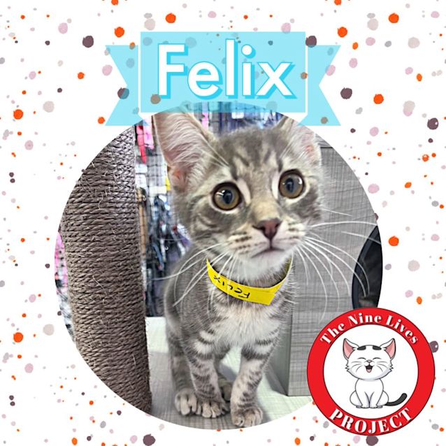 Photo of Felix *9 Lives Project Rescue*